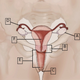 Illustration for article titled Study Finds Only Half Of British Women Can Identify a Vagina, Can You?